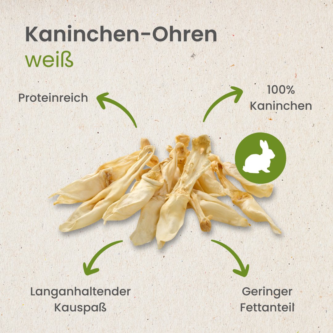 Kaninchen-Ohren, weiß