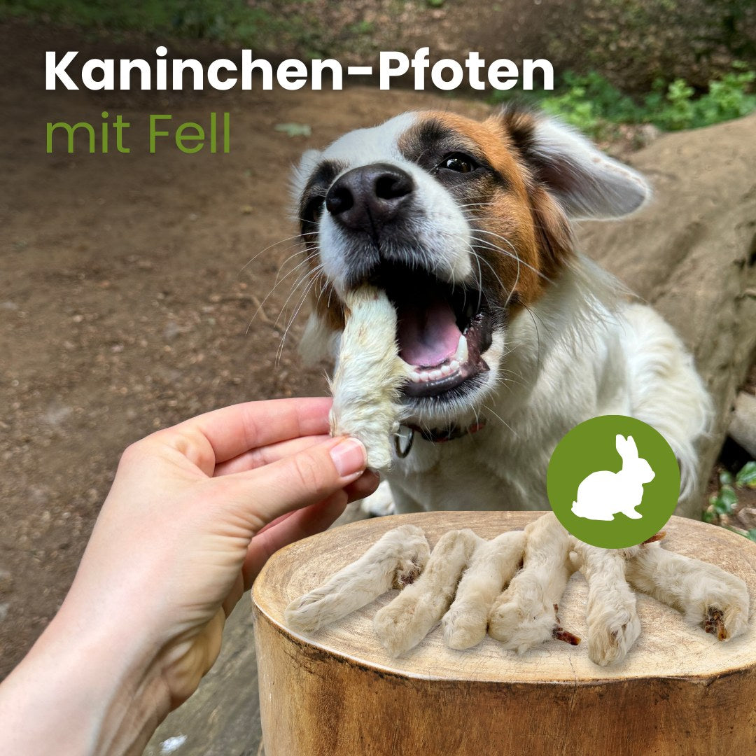 Kaninchen-Pfoten mit Fell