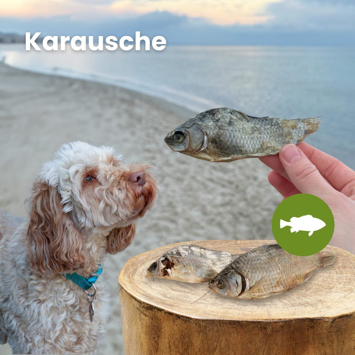 Karausche
