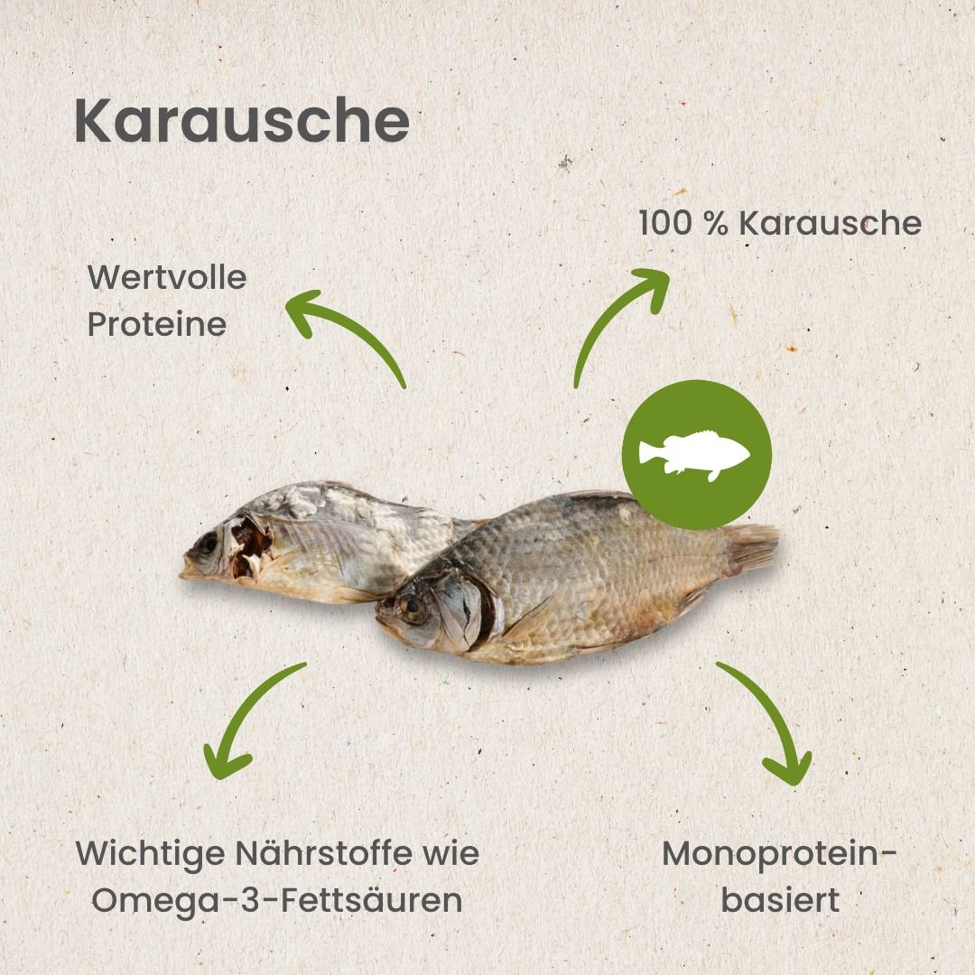 Karausche