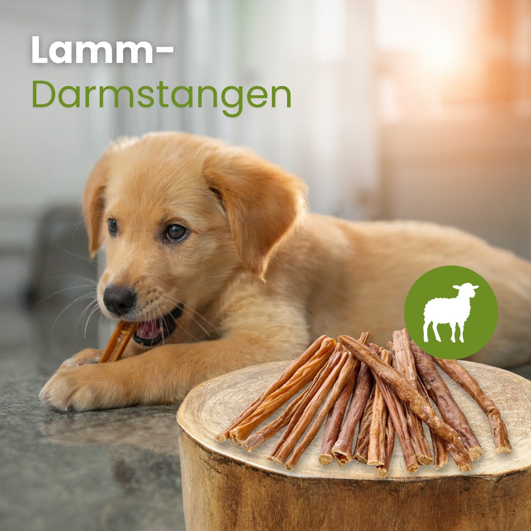 Lamm-Darmstangen