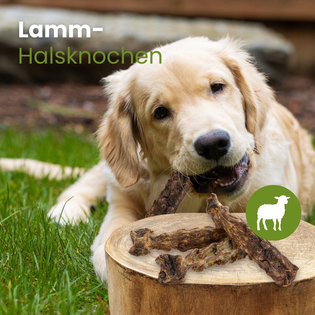 Lamm-Halsknochen