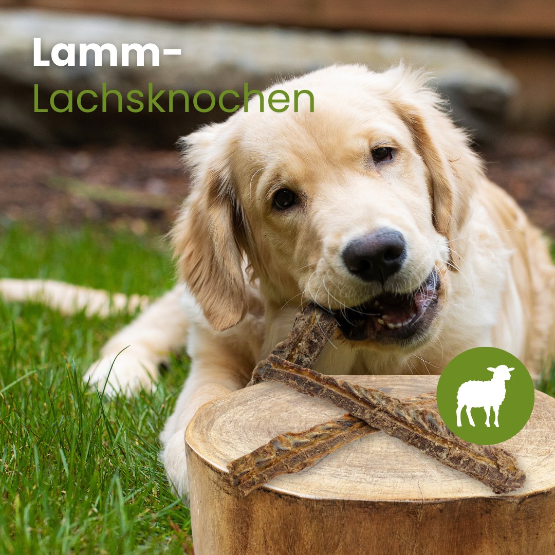 Lamm-Lachsknochen