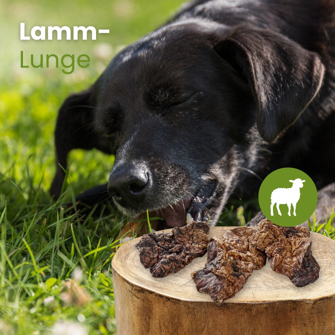 Lamm-Lunge