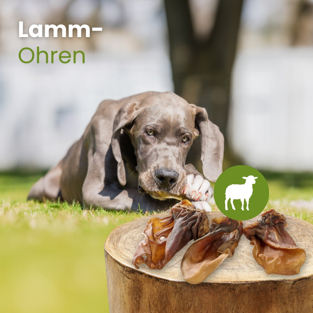 Lamm-Ohren