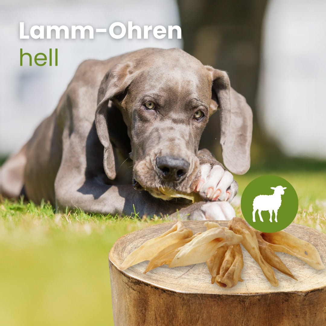 Lamm-Ohren, hell
