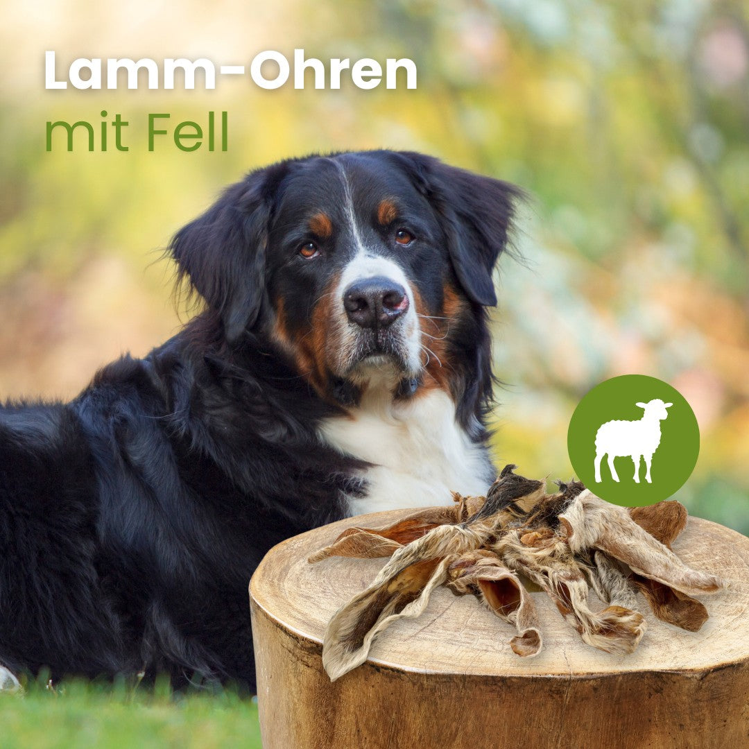 Lamm-Ohren mit Fell