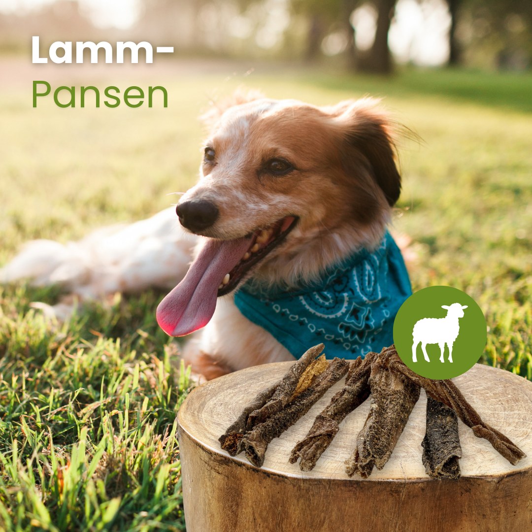 Lamm-Pansen