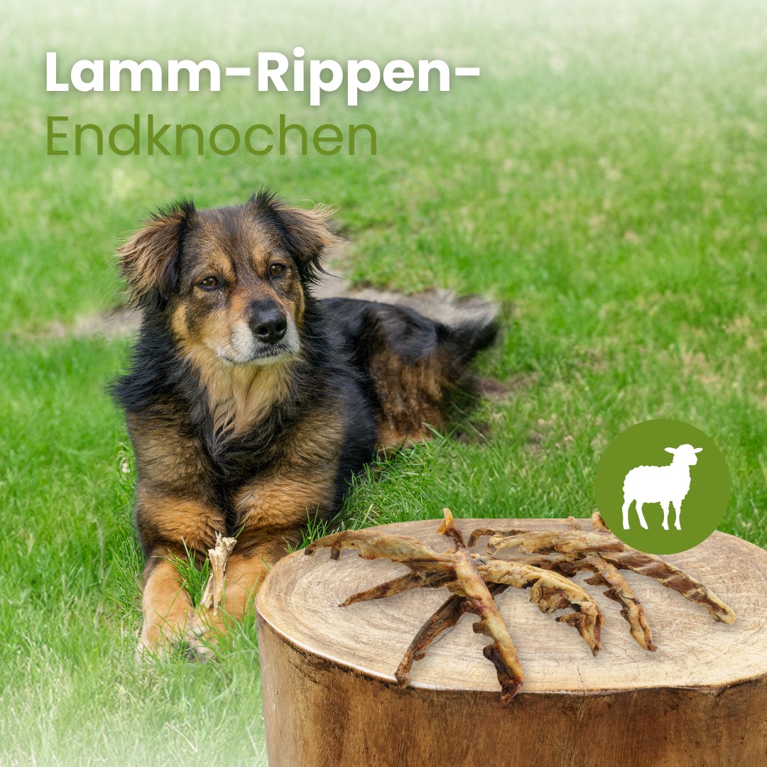 Lamm-Rippen-Endknochen