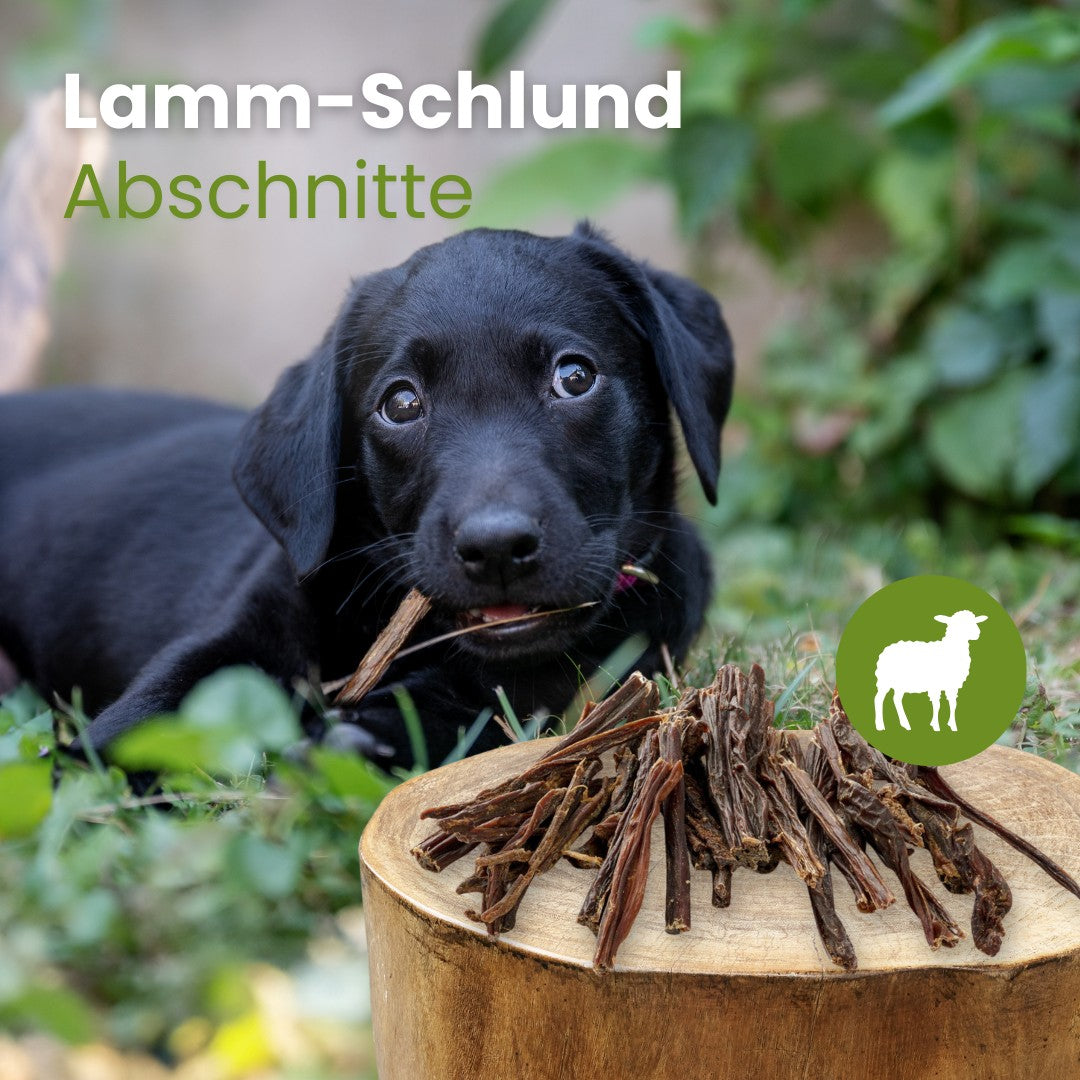 Lamm-Schlund, Abschnitte