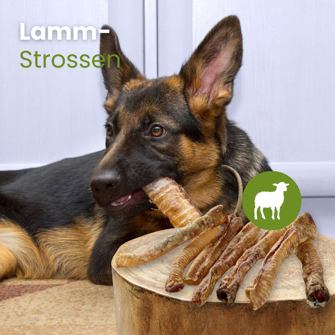 Lamm-Strossen