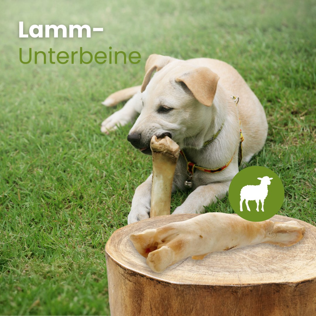 Lamm-Unterbeine