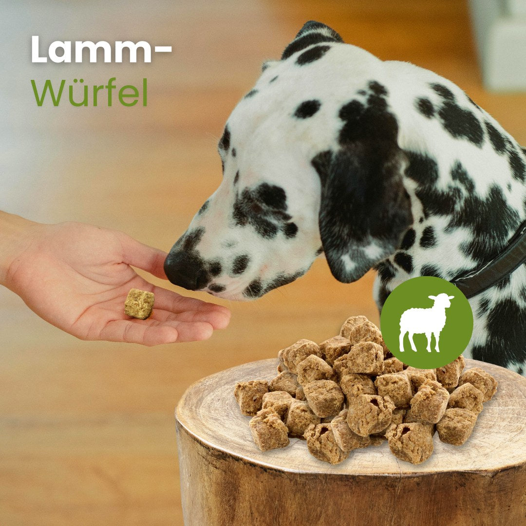 Lamm-Würfel