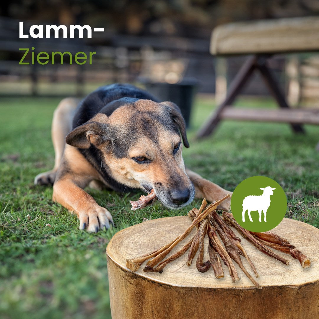 Lamm-Ziemer