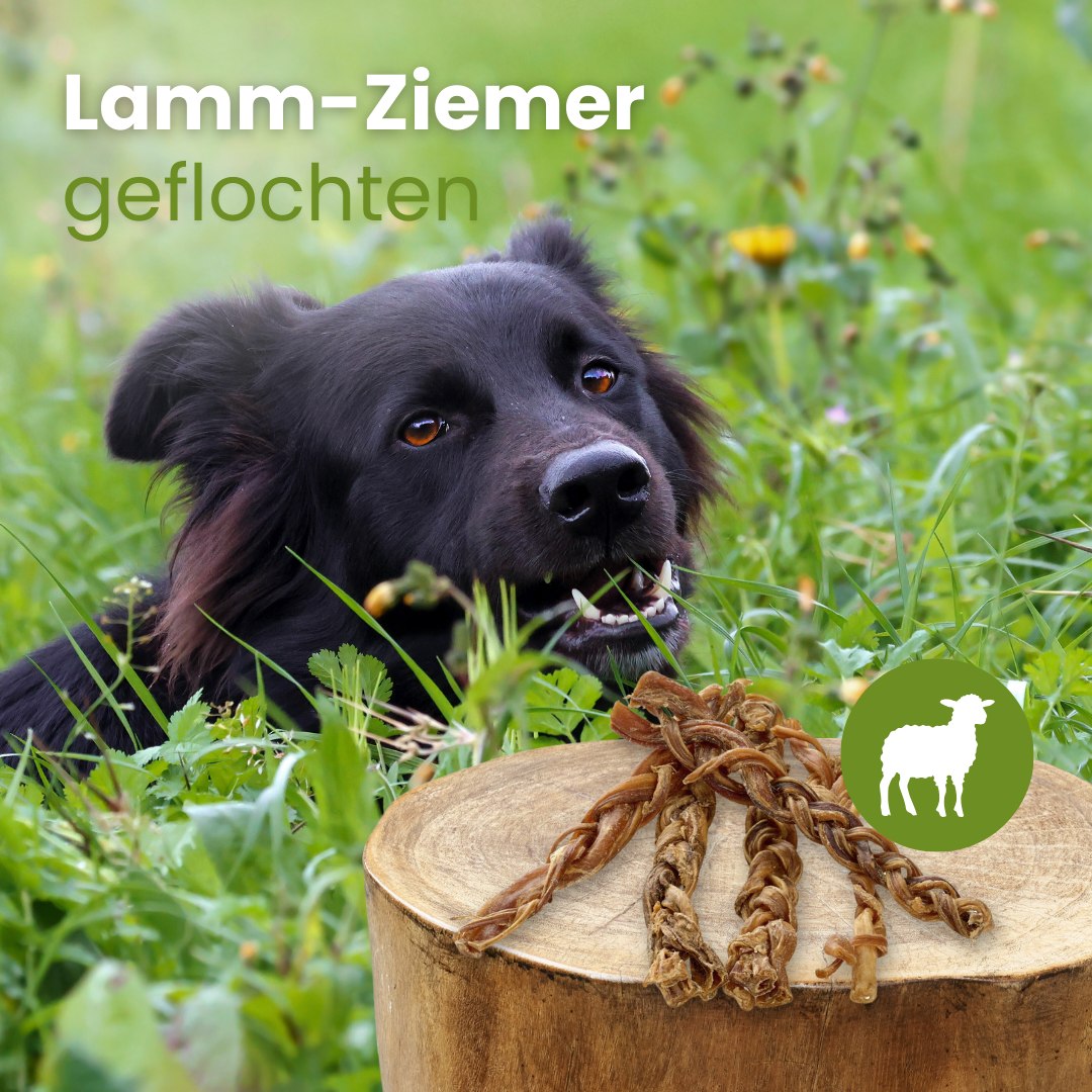 Lamm-Ziemer, geflochten
