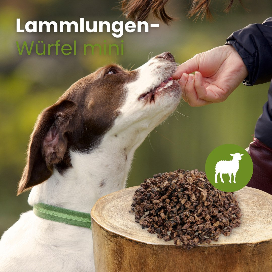 Lamm-Lungenwürfel, Mini
