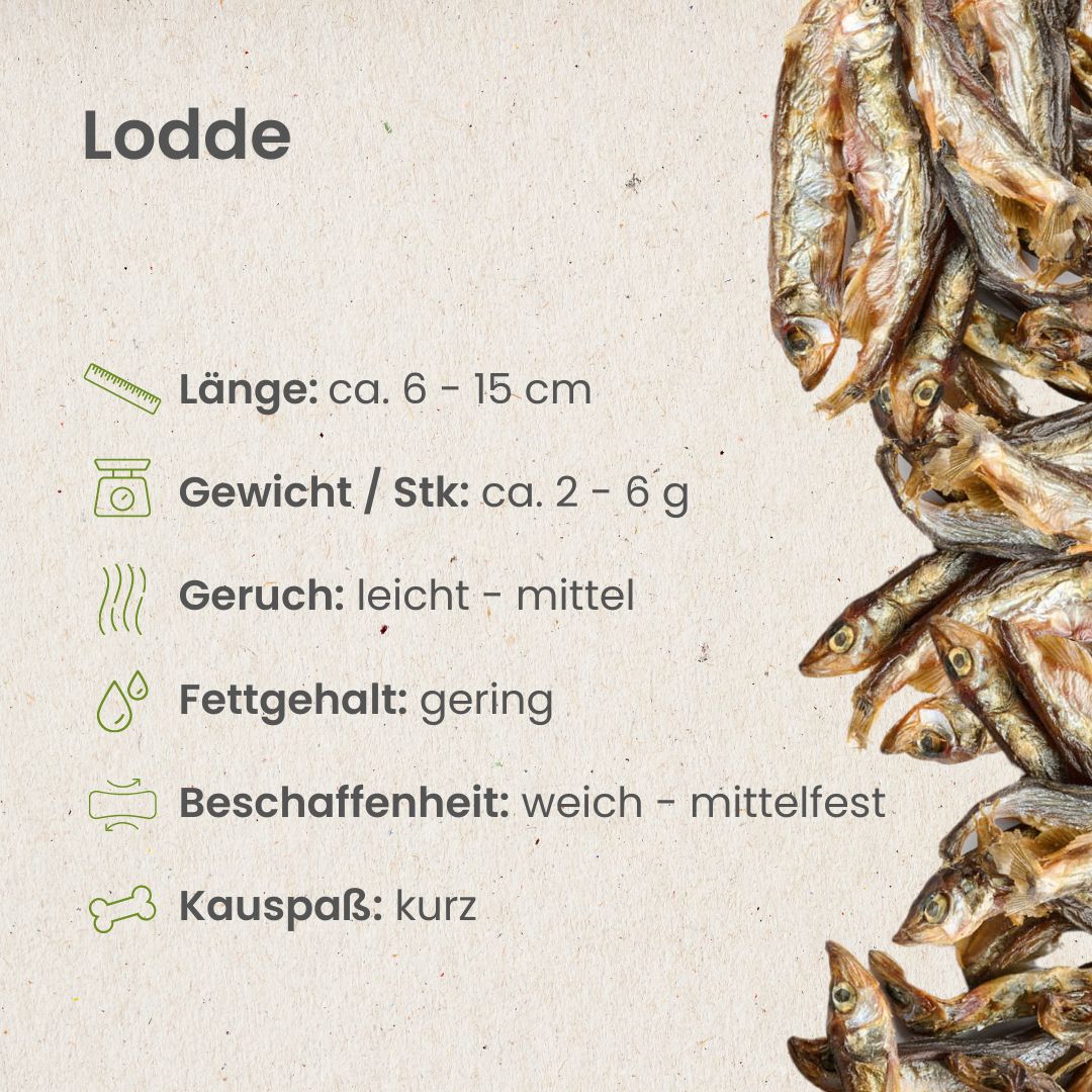 Lodde