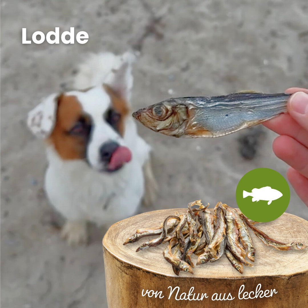 Lodde