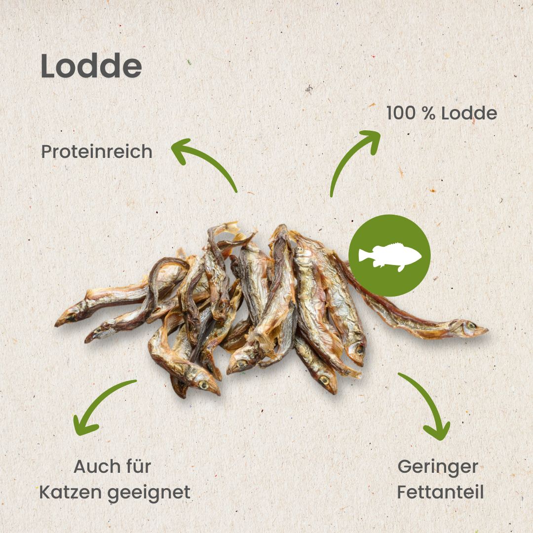 Lodde