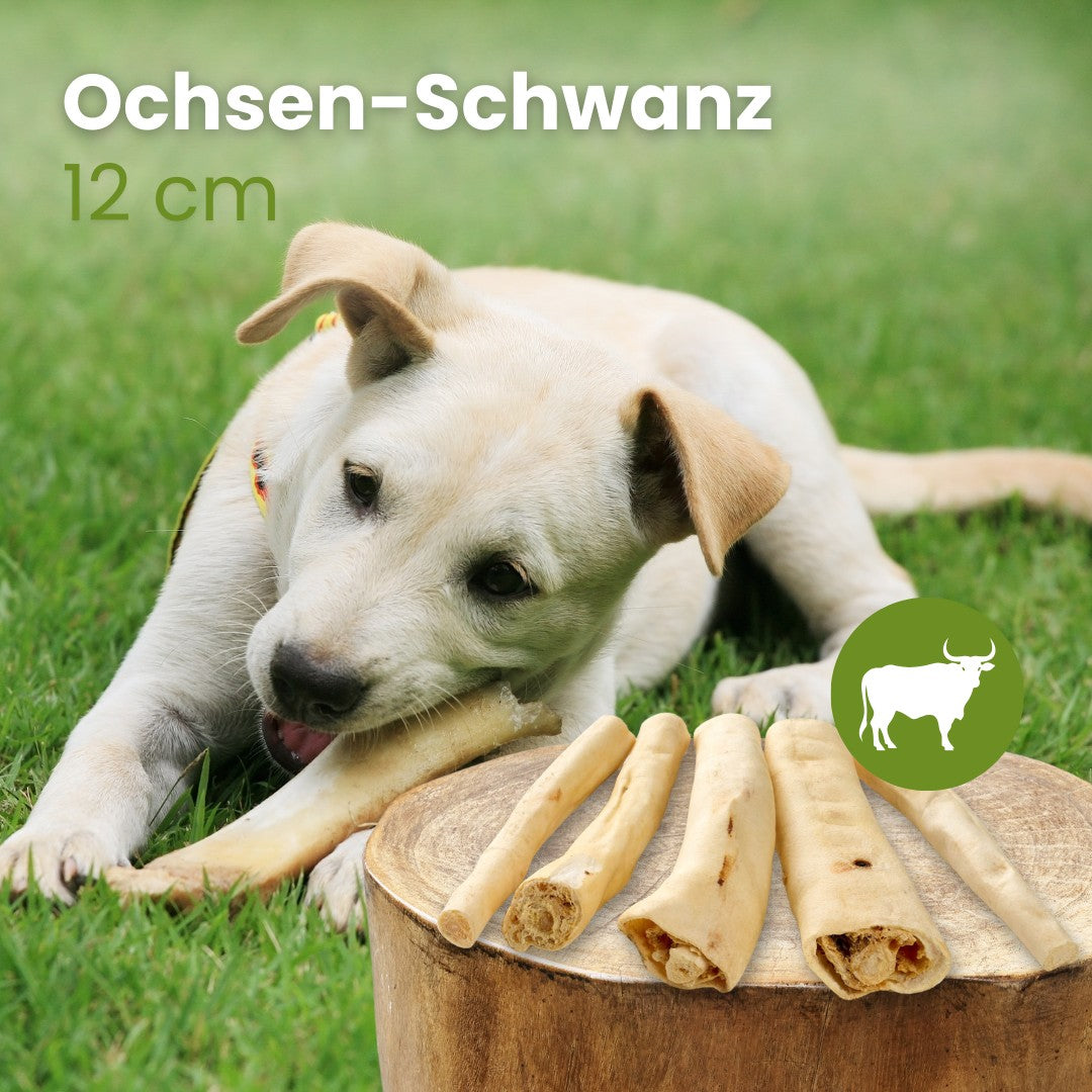 Ochsen-Schwanz, 12cm