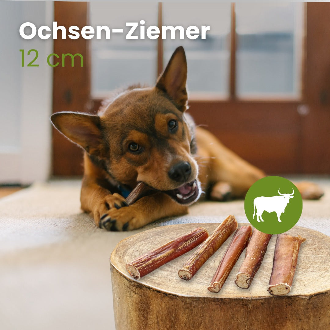 Ochsen-Ziemer, 12cm
