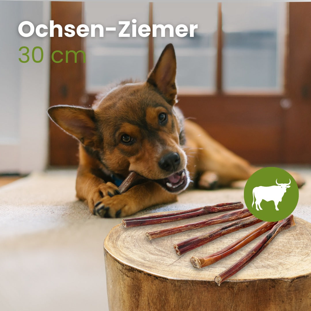 Ochsen-Ziemer, 30cm