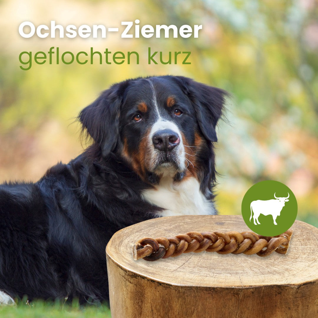 Ochsen-Ziemer, geflochten kurz