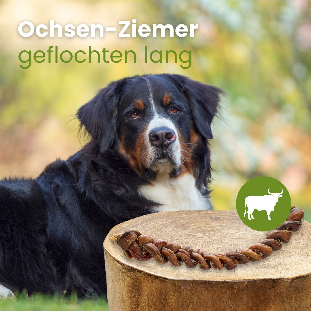 Ochsen-Ziemer, geflochten lang