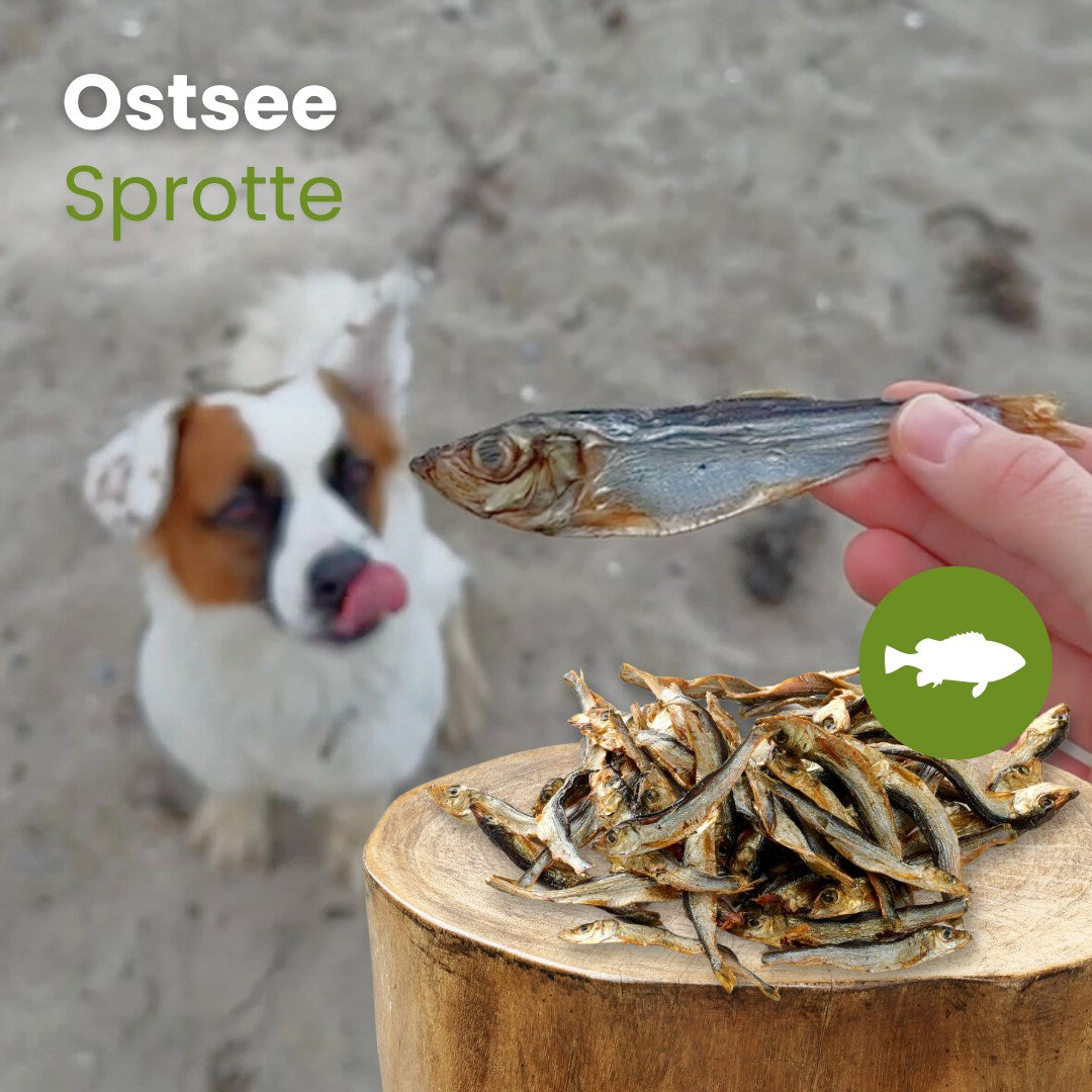 Ostsee-Sprotte