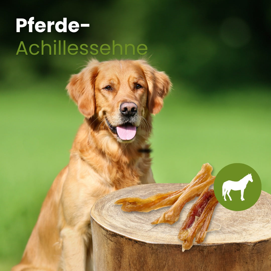 Pferde-Achillessehne
