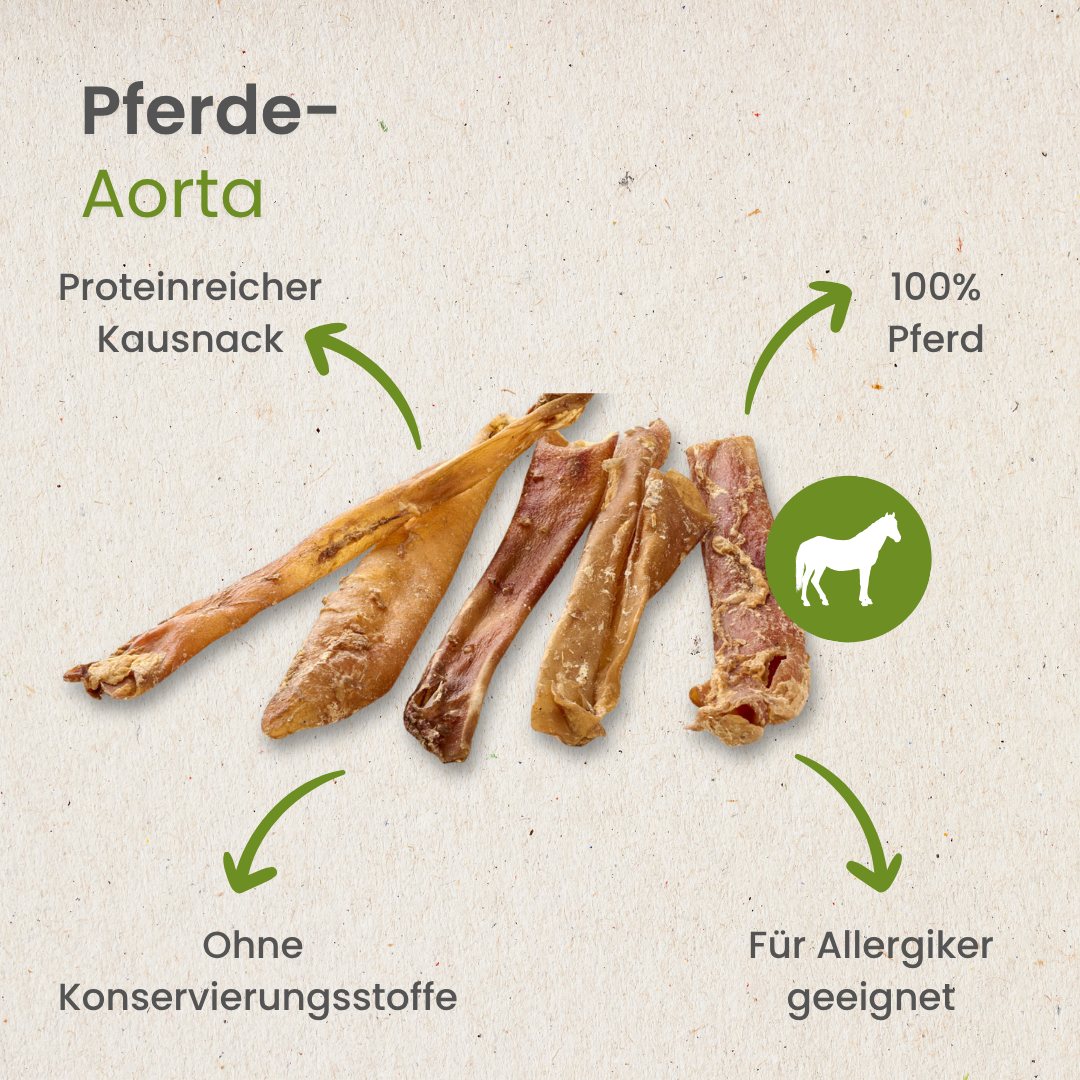 Pferde-Aorta
