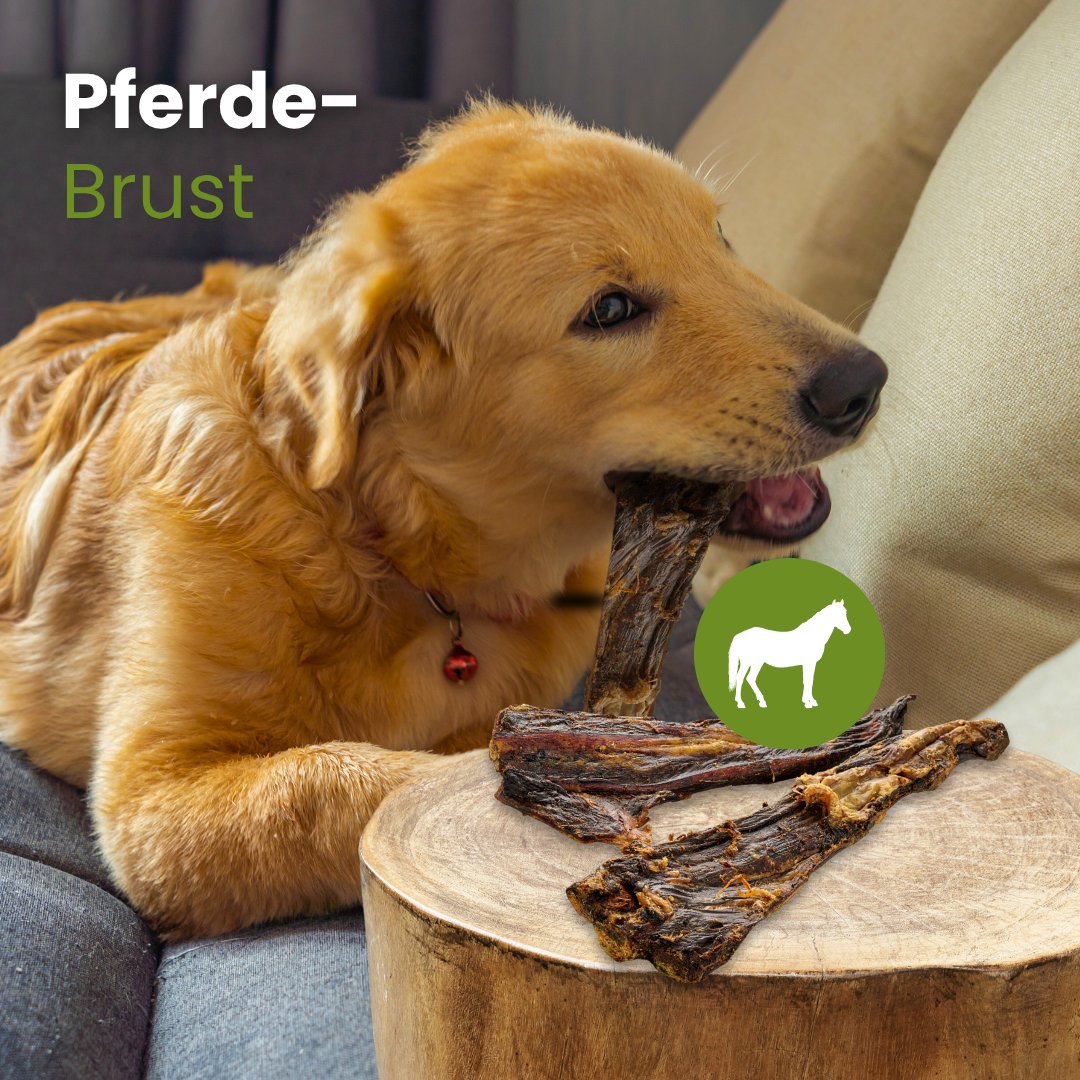 Pferde-Brust