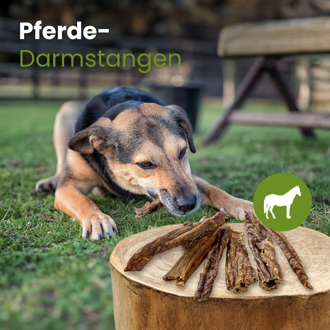 Pferde-Darmstangen