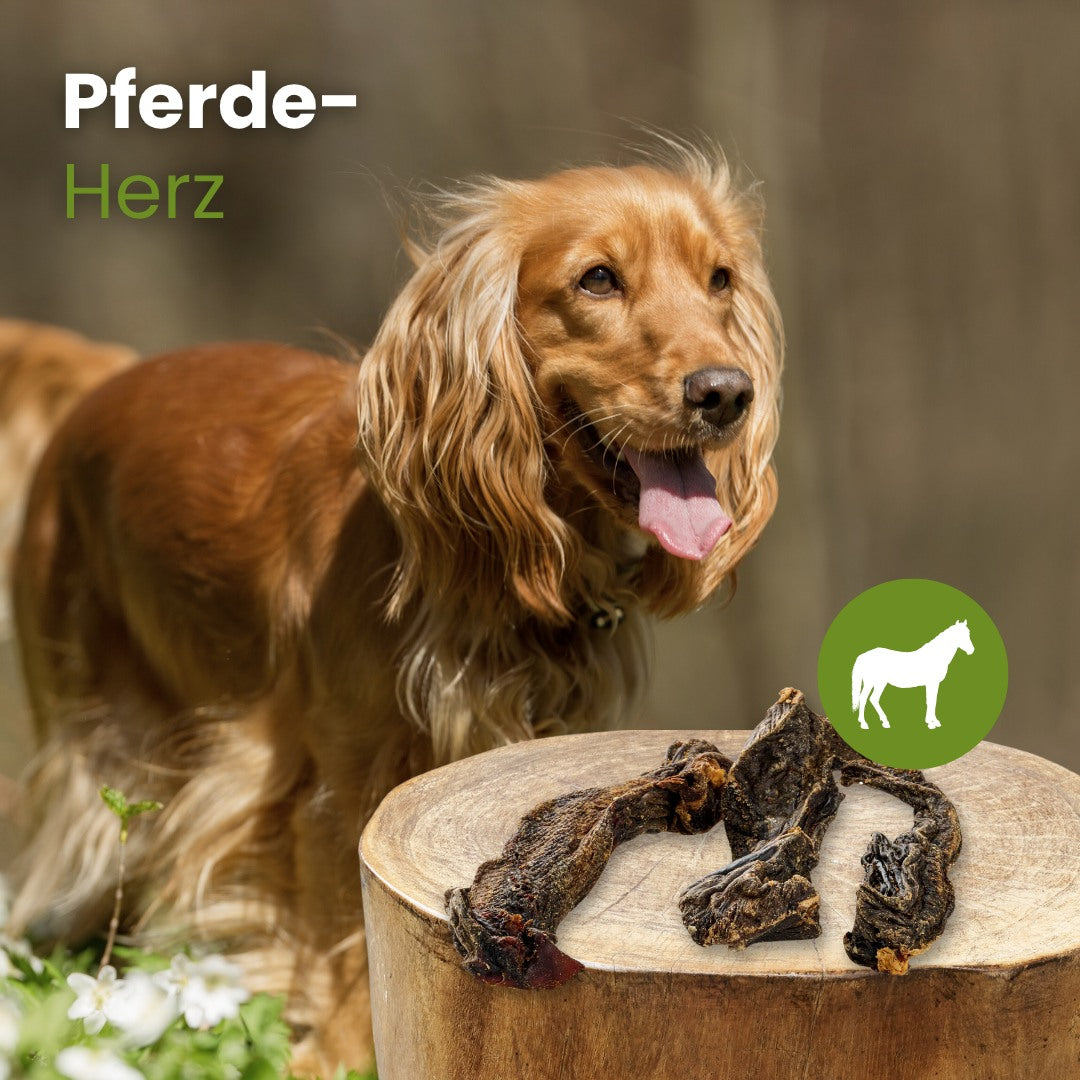 Pferde-Herz
