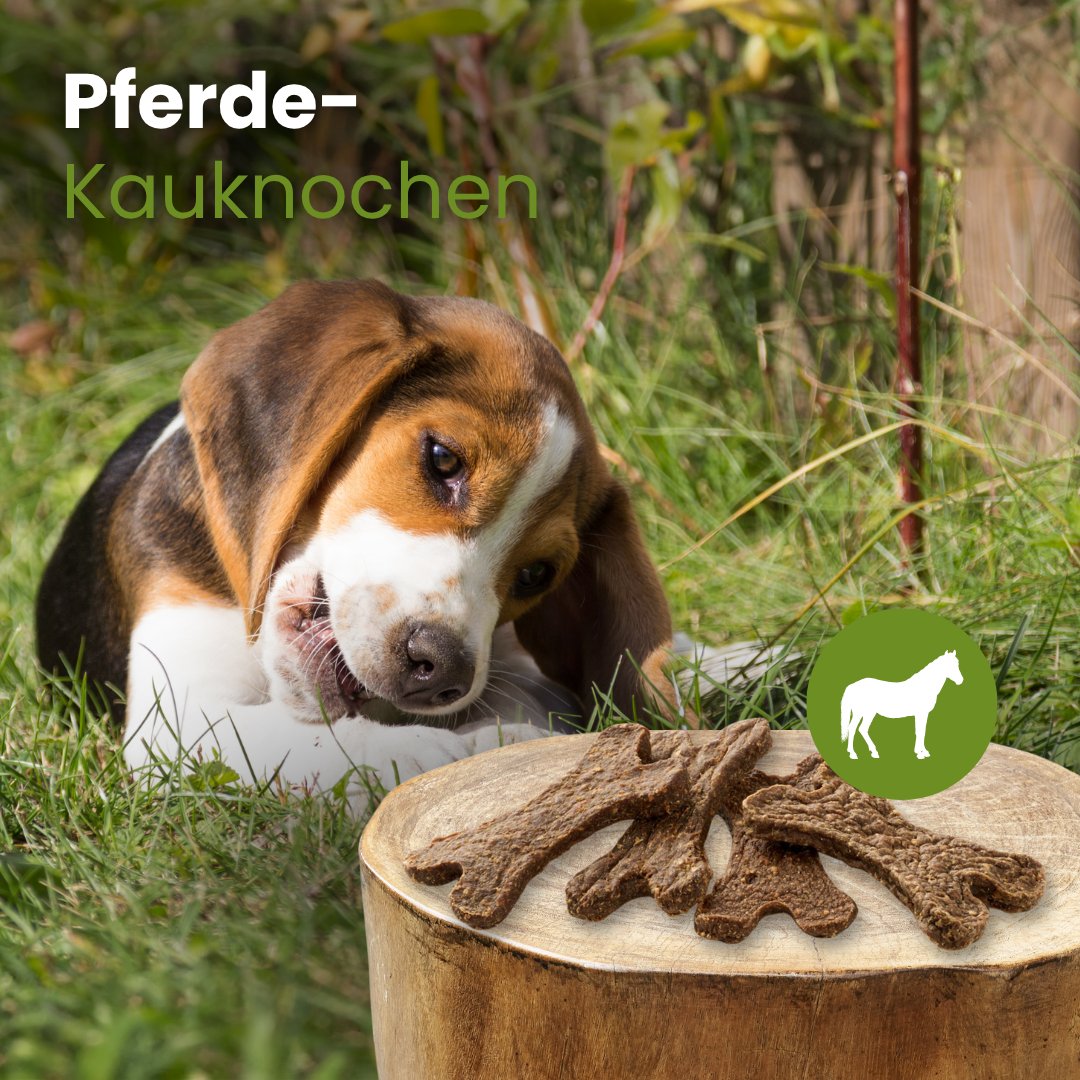 Pferde-Kauknochen
