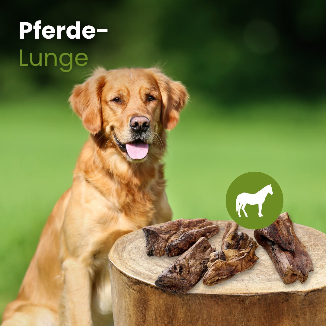 Pferde-Lunge