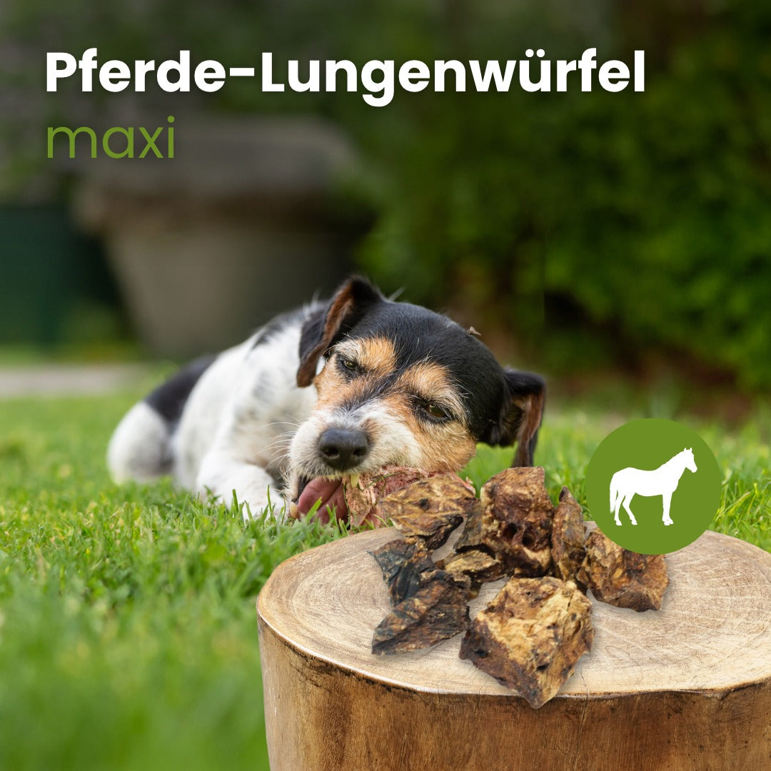 Pferde-Lungenwürfel Maxi