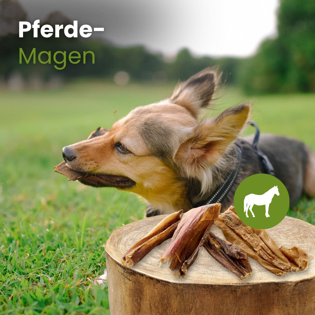 Pferde-Magen