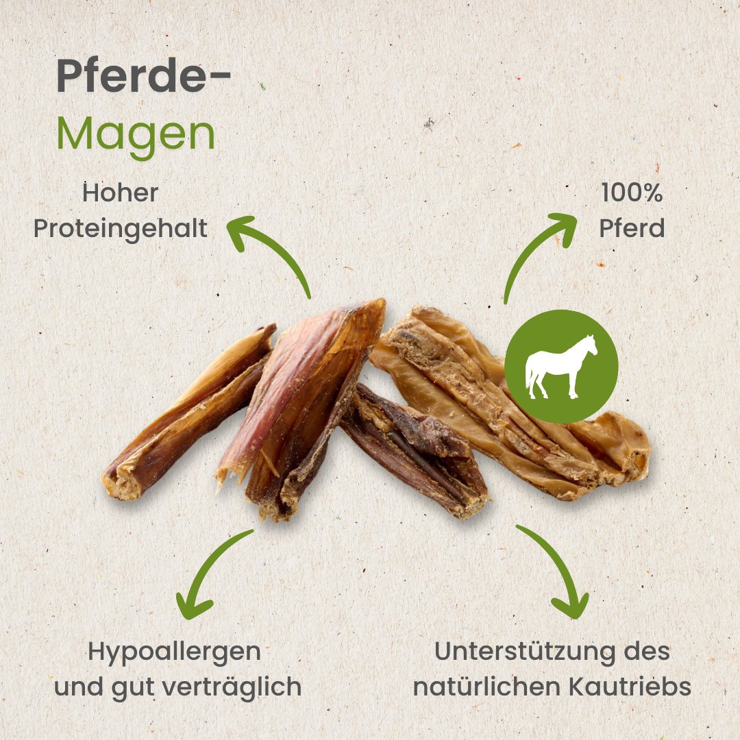 Pferde-Magen