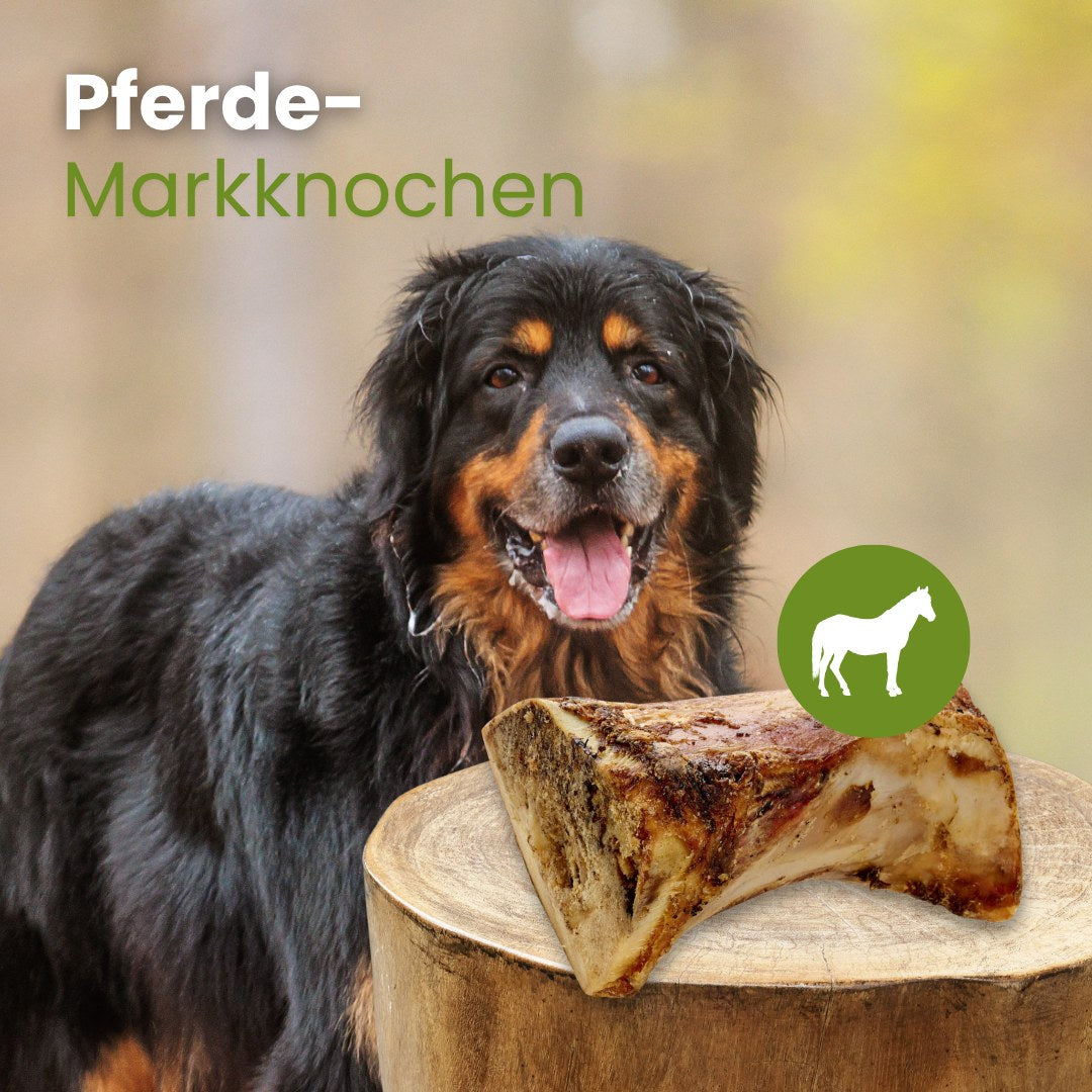 Pferde-Markknochen