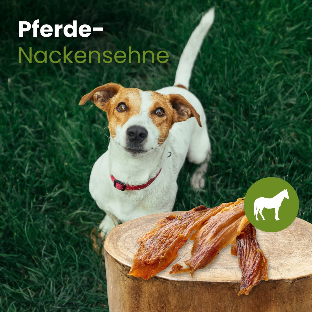 Pferde-Nackensehne