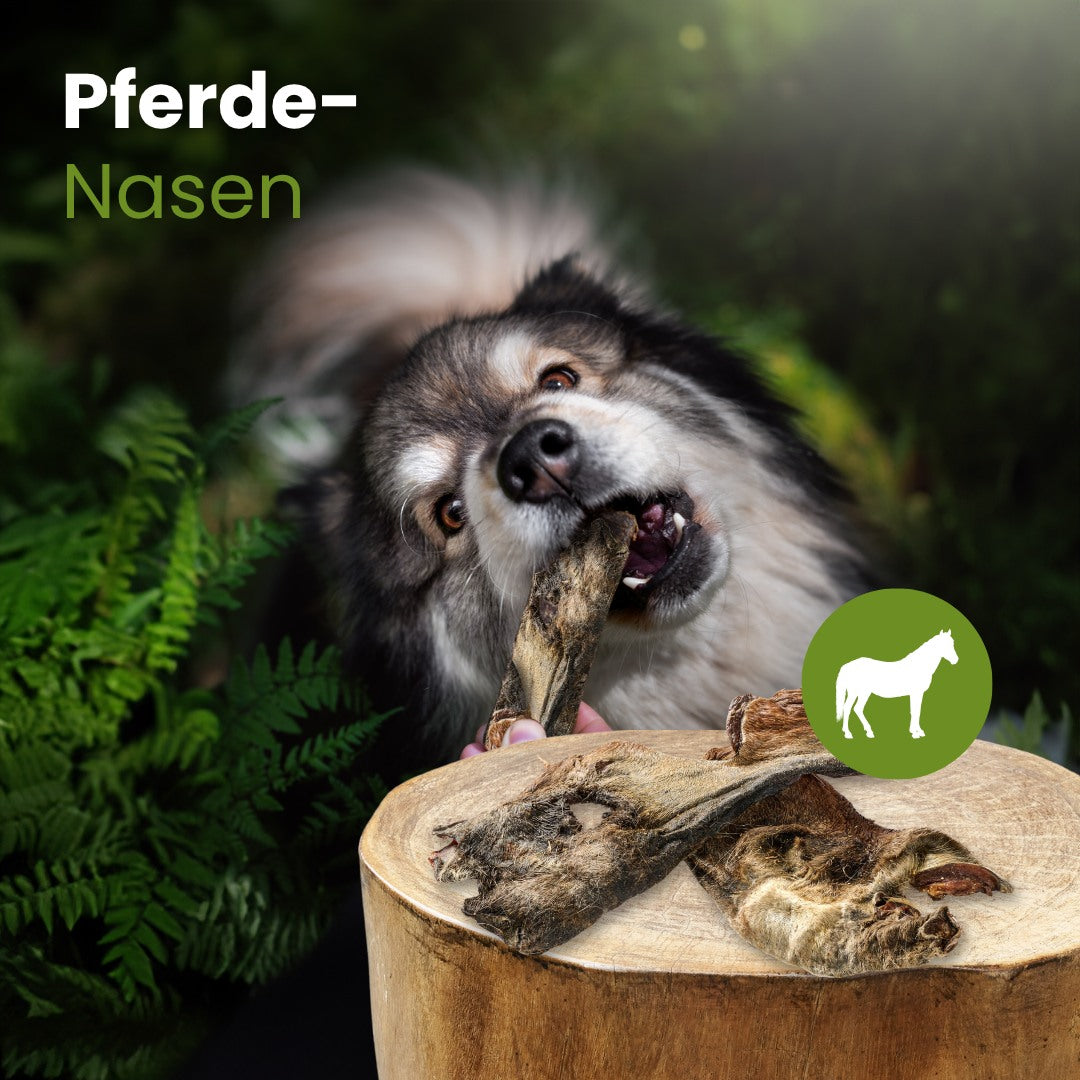 Pferde-Nasen