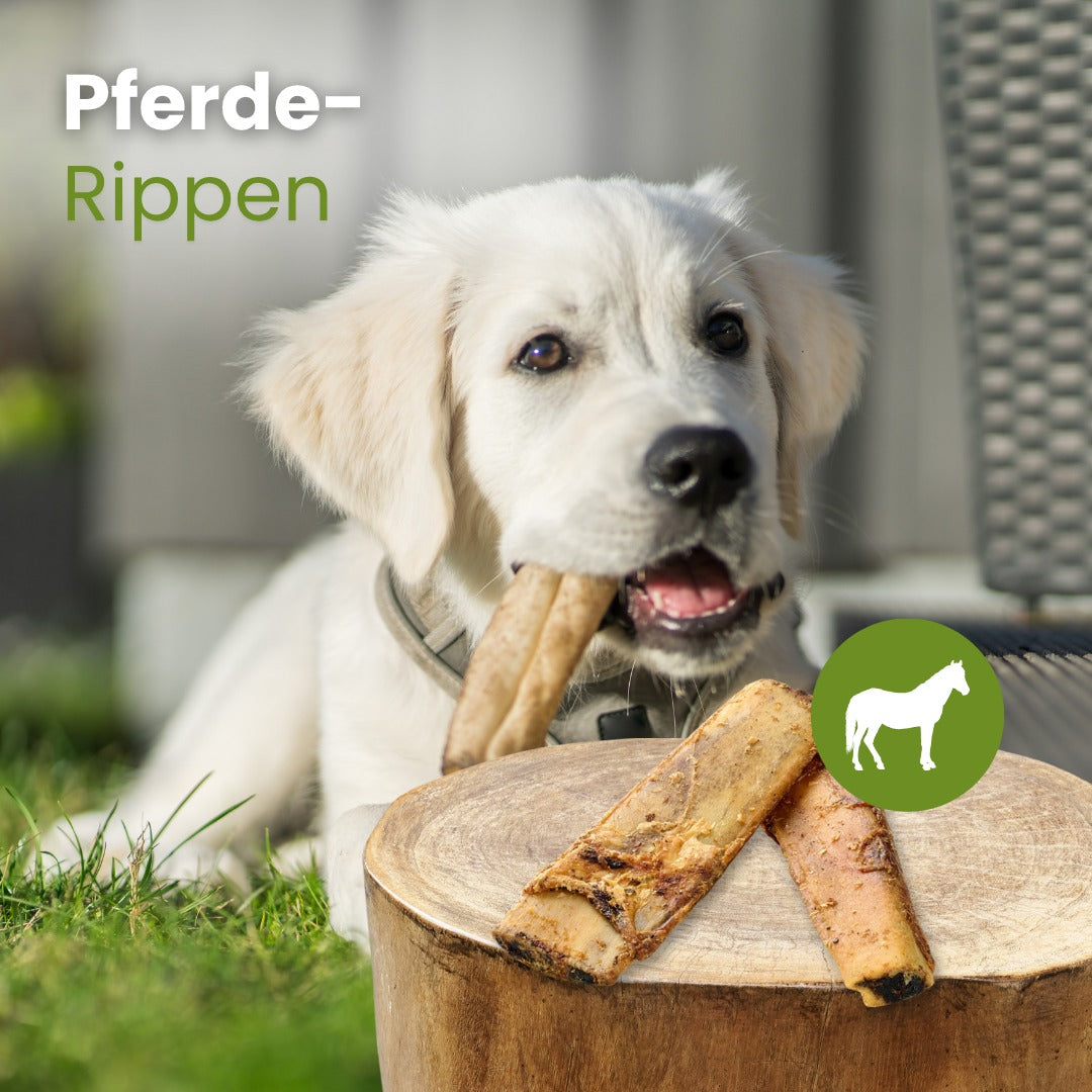 Pferde-Rippen