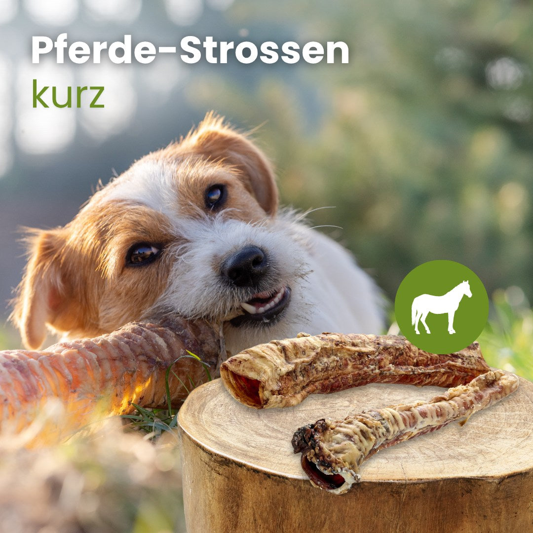 Pferde-Strossen, kurz
