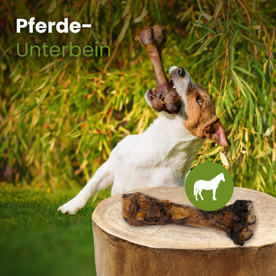 Pferde-Unterbein