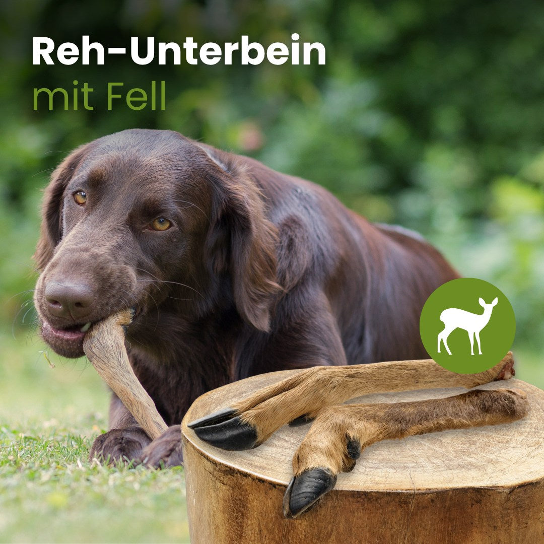 Reh-Unterbein mit Fell