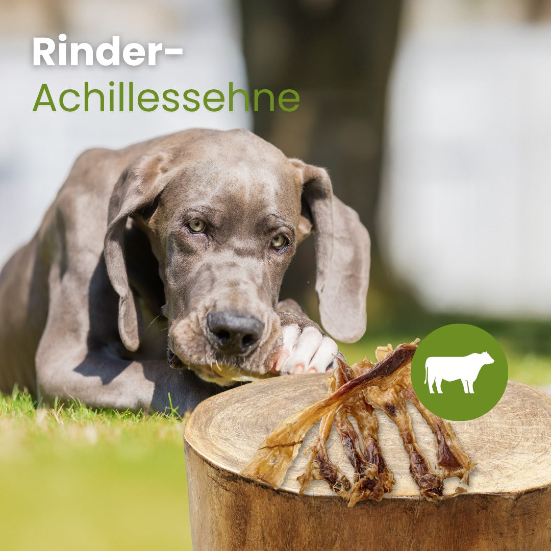 Rinder-Achillessehne