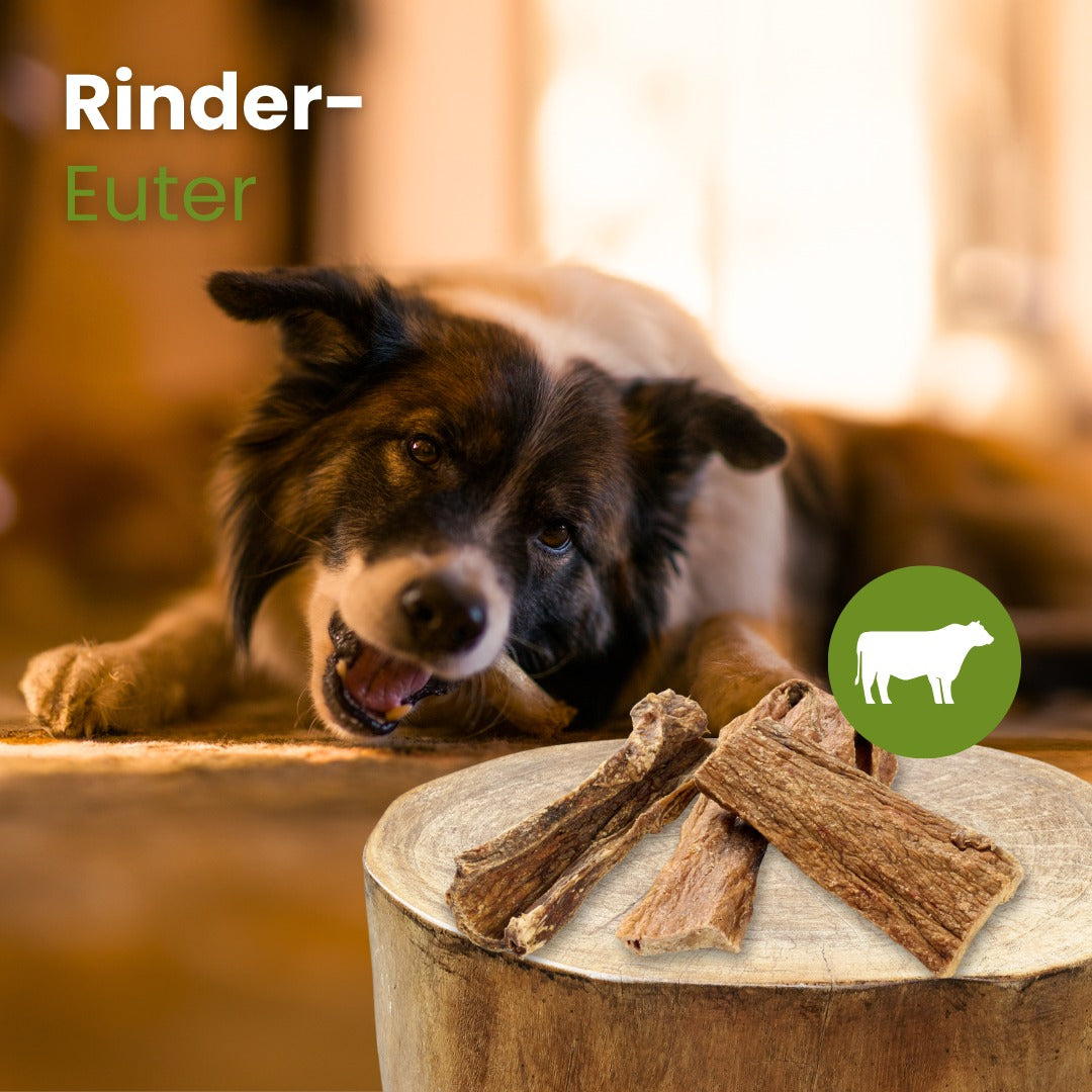 Rinder-Euter