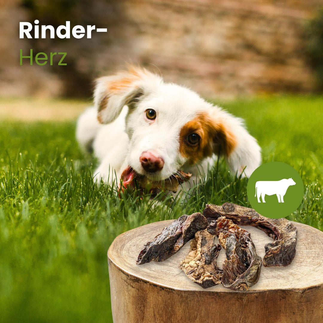 Rinder-Herz