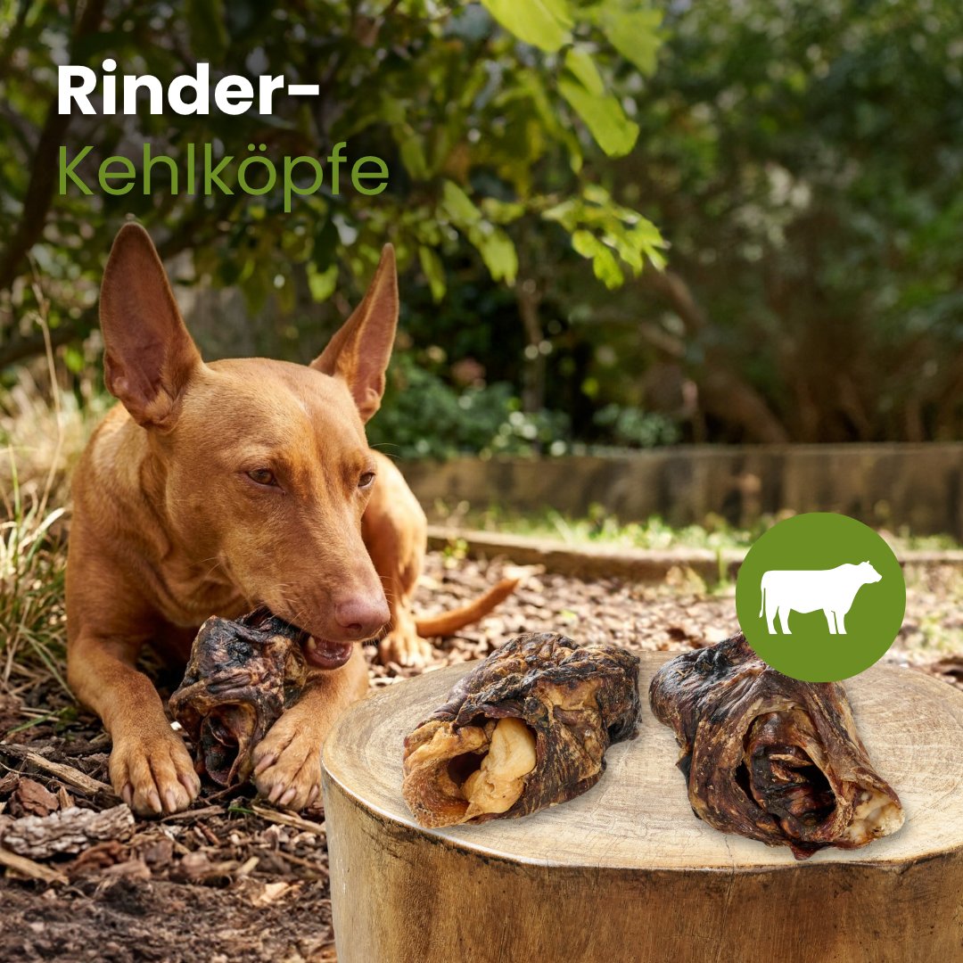Rinder-Kehlköpfe